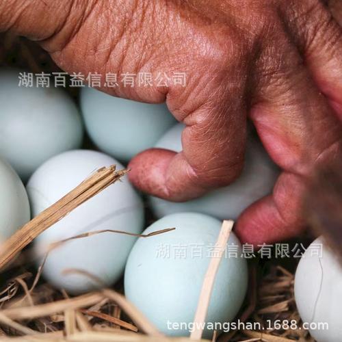 一枚绿壳蛋的旅程 从农家院落至城市餐桌的鲜味直供